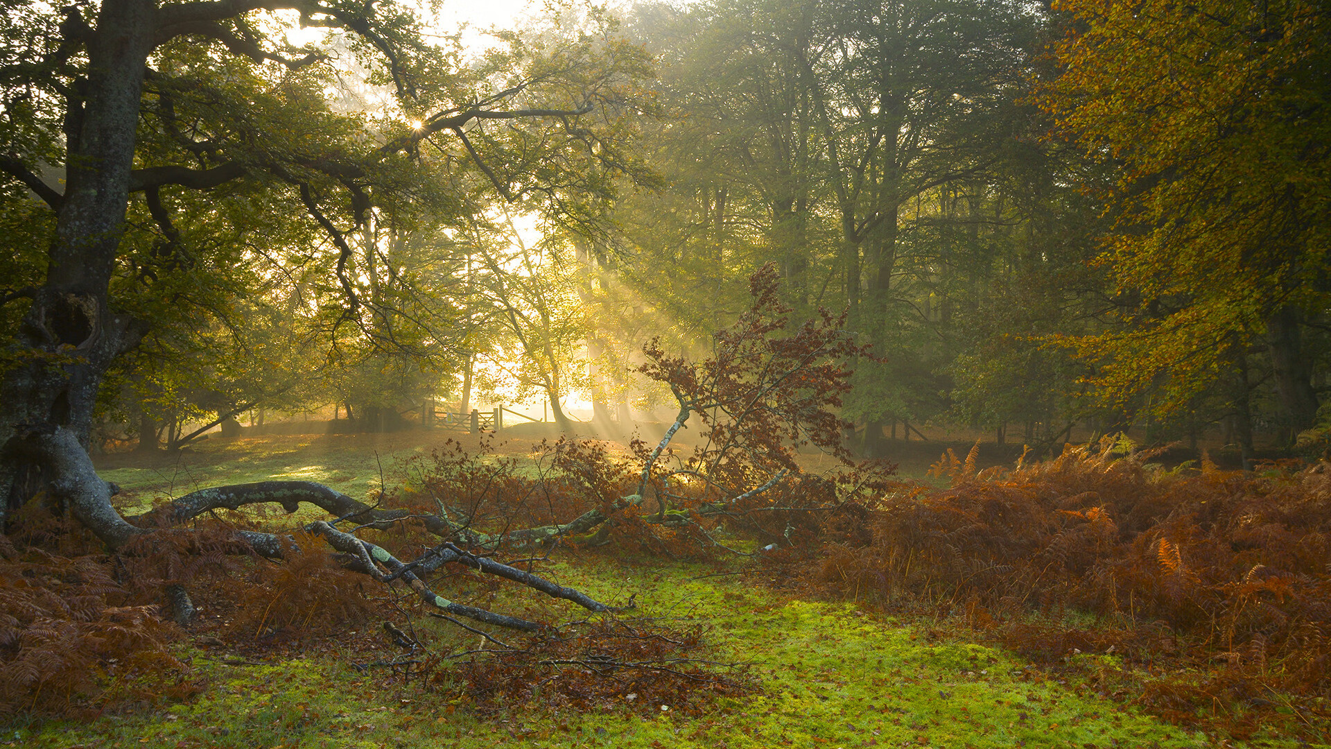 意甲球队基于视听反馈同步系统改善换位跑动配合