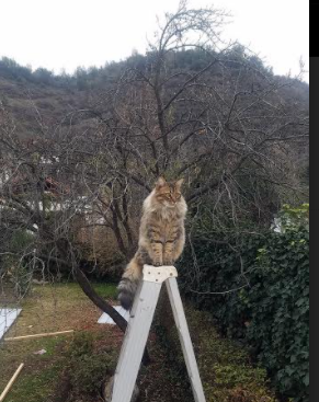 CBA是否需要建立球员发展联盟体系,cba球员出席发布会条件