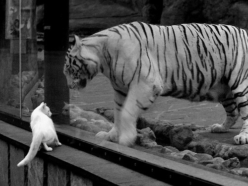 乌干达男篮在非洲预赛中奋勇争先,迈向国际舞台新篇章,乌干达篮球比赛