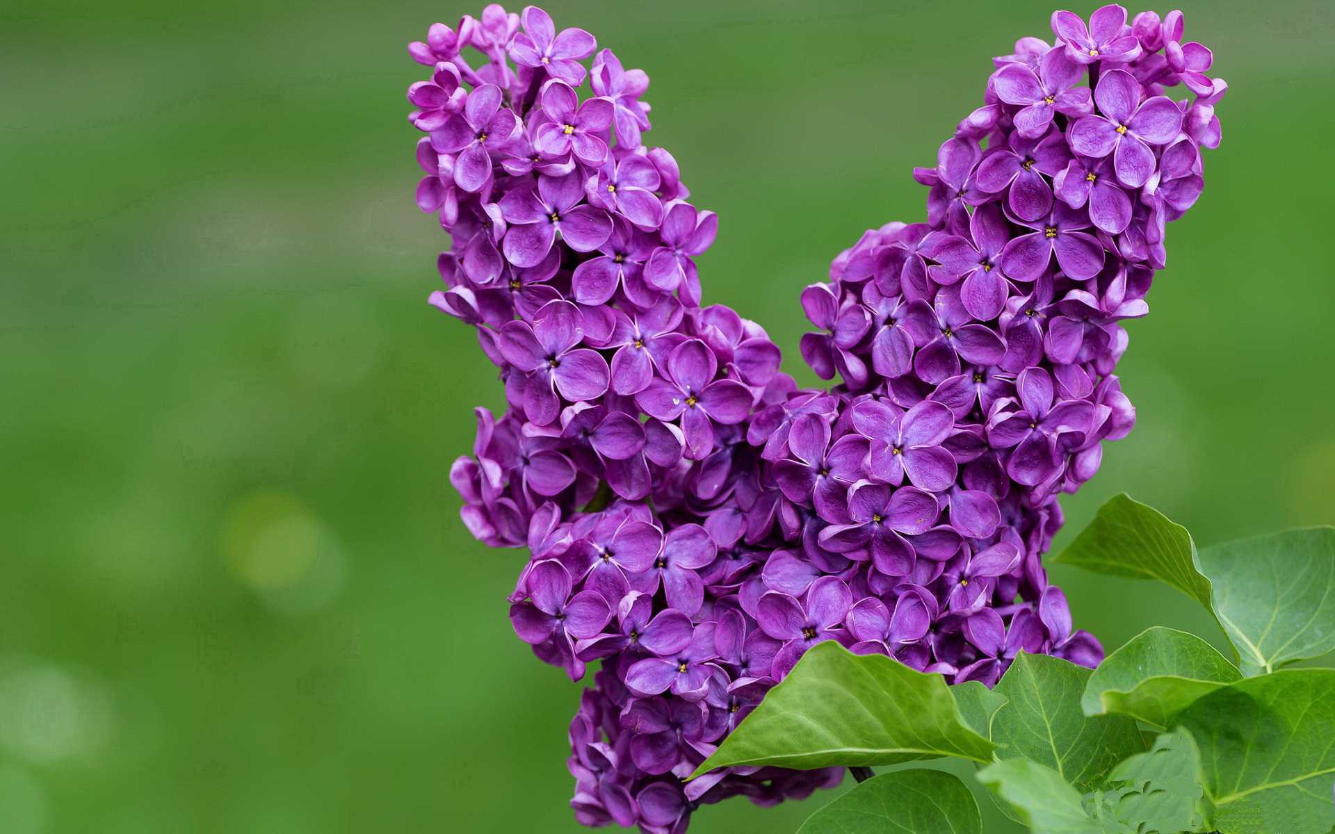 乐鱼体育登录-简：作为全黑队的边锋，连连得分为球队提供巨大助力