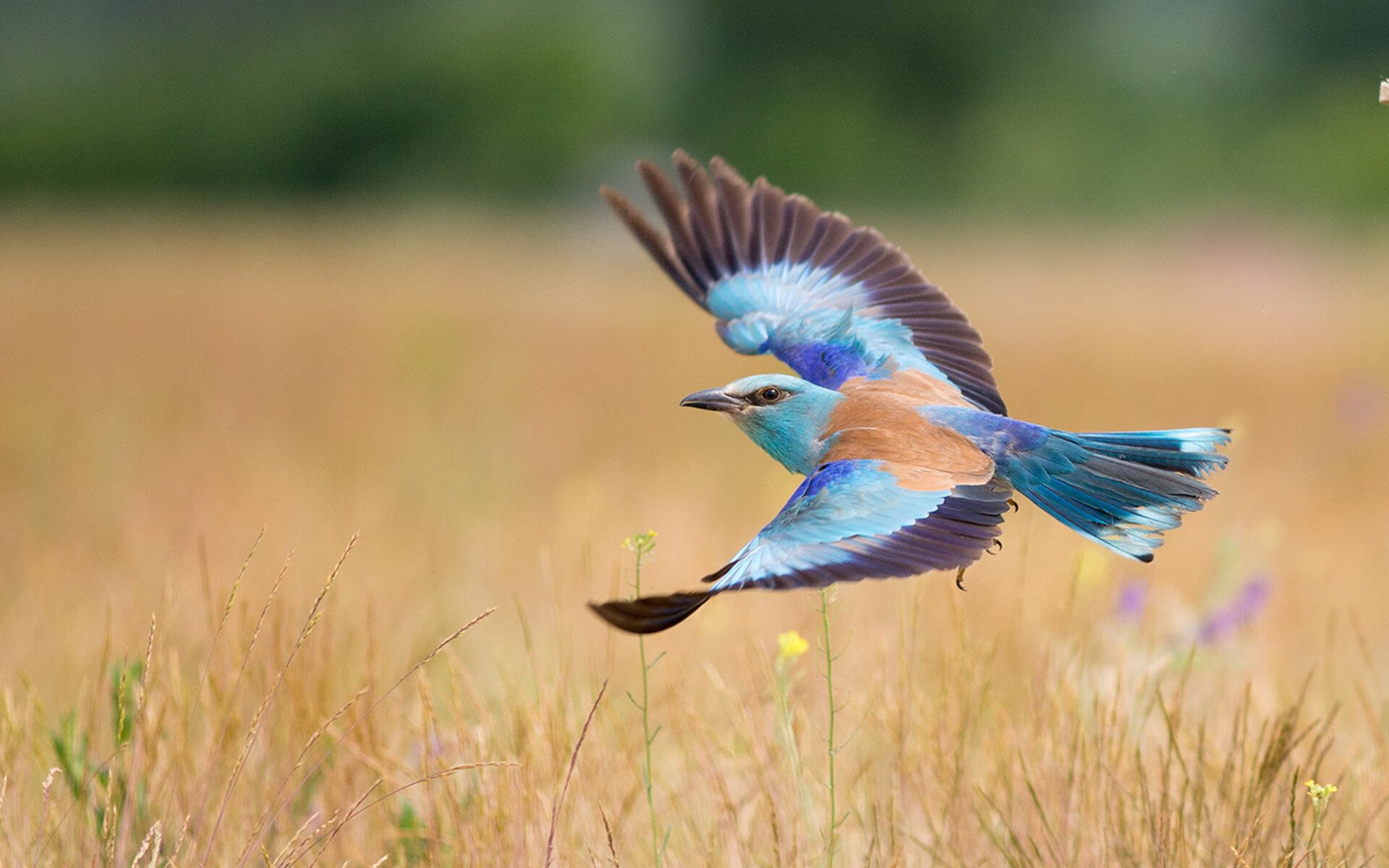 LEYU SPORTS中国官方网站-篮球明星慈善赛筹备工作有序推进，nba球员做慈善
