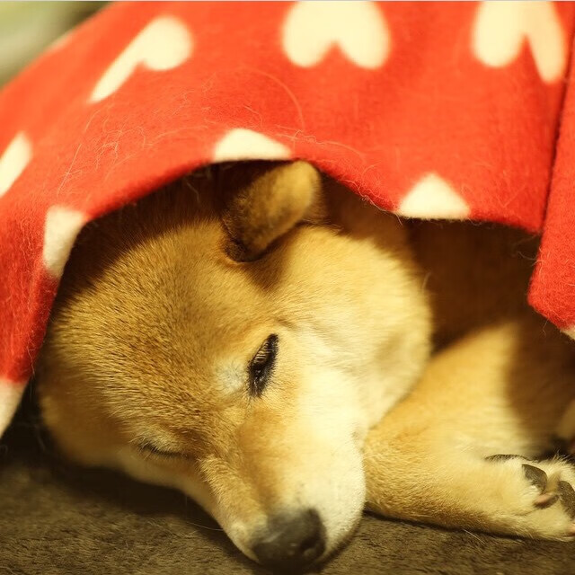 乐鱼官网-苏炳添百米冲刺再创佳绩，苏炳添百米冲刺成绩