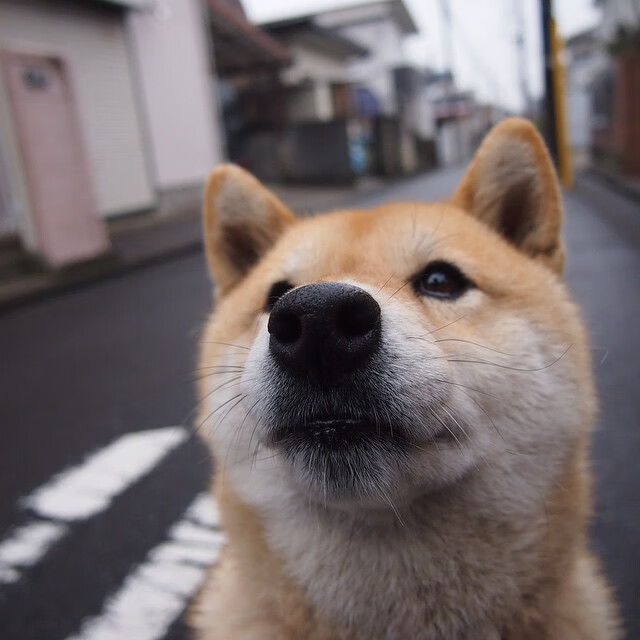 跳水决赛波兰女将冷静沉着，波兰跳水运动员女