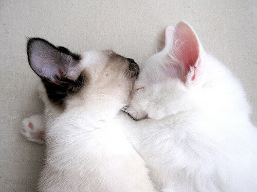 马克·阿特金森：进攻端的核心力量，南非队的强力支柱，马克·阿特金斯